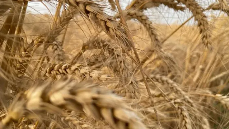 قمح إيران في زمن الحرب | استمرار تأمين الخبز المحلي