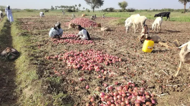 الحرب على إيران تهدد موسم الزراعة الصيفية بالسودان