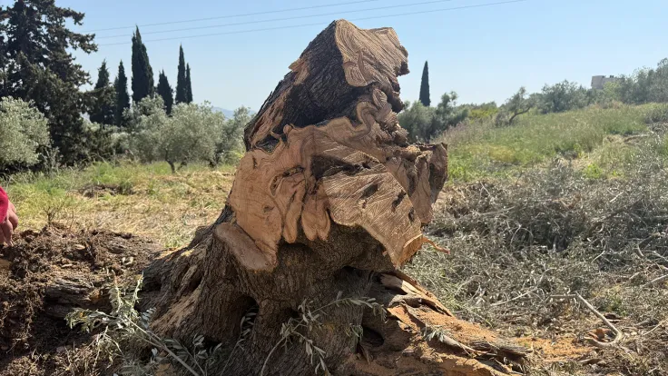 استهداف أشجار الزيتون الروماني في الضفة الغربية: حرب الاحتلال على الذاكرة الفلسطينية