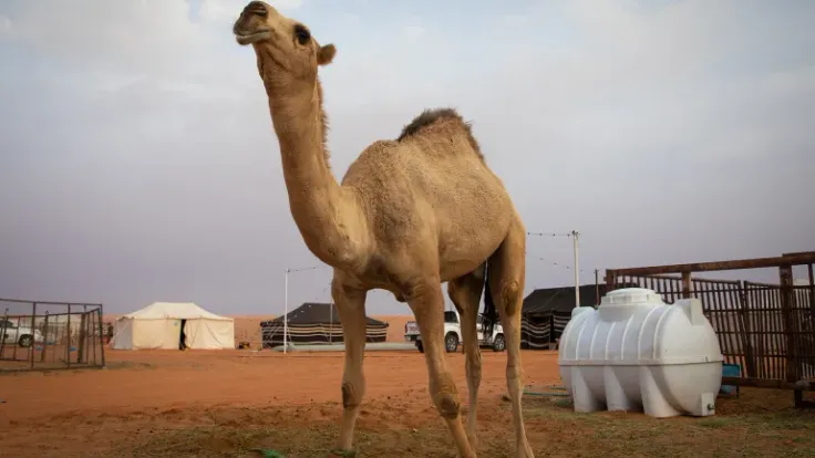 طريقة نقل الجمال بالتحفيز الغذائي تُثبت فاعليتها قبل عيد الأضحى