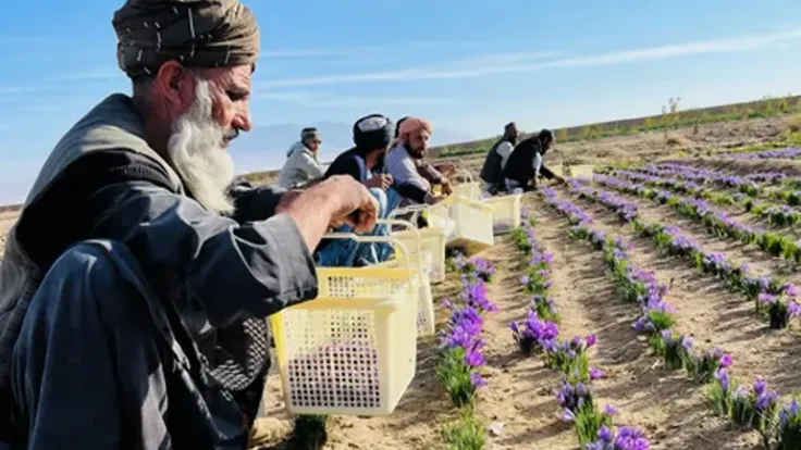 الزعفران الأفغاني يغزو أسواق جديدة.. نمو التصدير 25% وطموحات بالتوسع