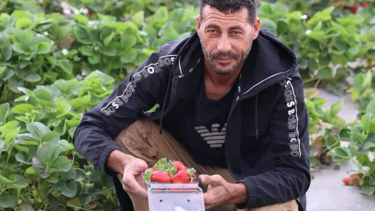 شاب فلسطيني ينقل زراعة الفراولة من غزة إلى الضفة الغربية