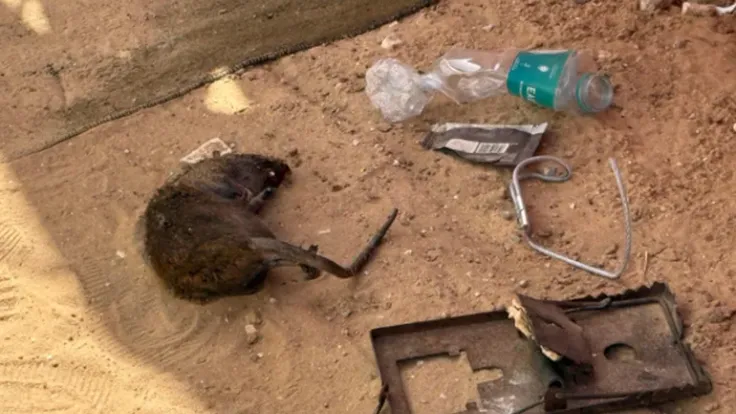 حملة مكافحة البعوض في غزة مع دعم تركي قبل حلول الصيف