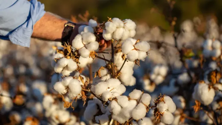 غيروا التاريخ دون أن يدروا.. المكسيكيون القدماء صنعوا 90% من القطن العالمي الآن
