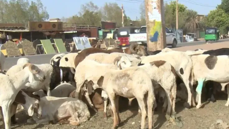 الأضاحي تشتعل في السودان.. سعر الخروف يتجاوز راتب الموظفين