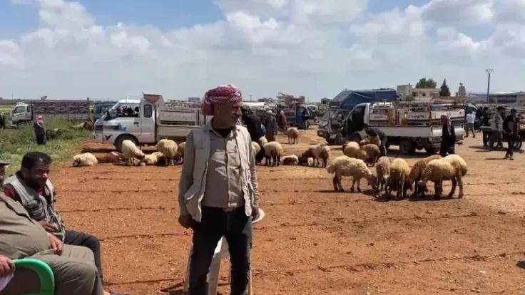 أسواق الأضاحي في شمال سوريا تشهد نشاطاً مع اقتراب عيد الأضحى