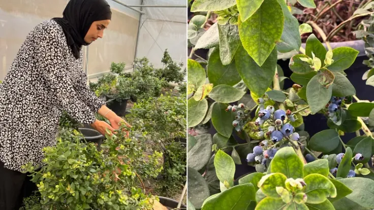 فلسطينية تحقق إنجازا زراعيا في الضفة بتربية التوت الأزرق